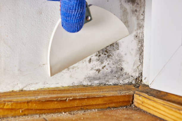 Adair Village, OR Mold Removal Company