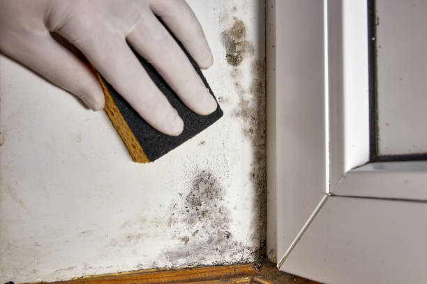 Best Mold Odor Removal Services  in Adair Village, OR