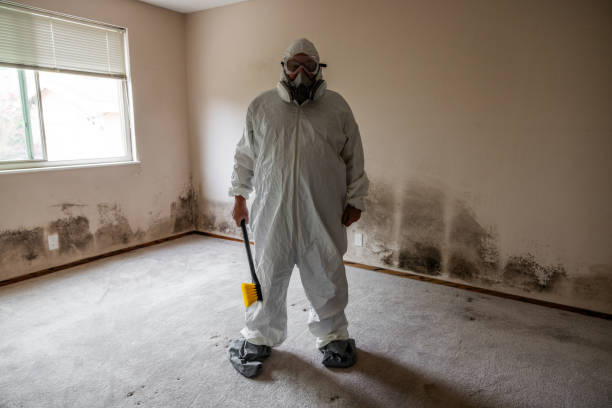 Best Basement Mold Removal  in Adair Village, OR